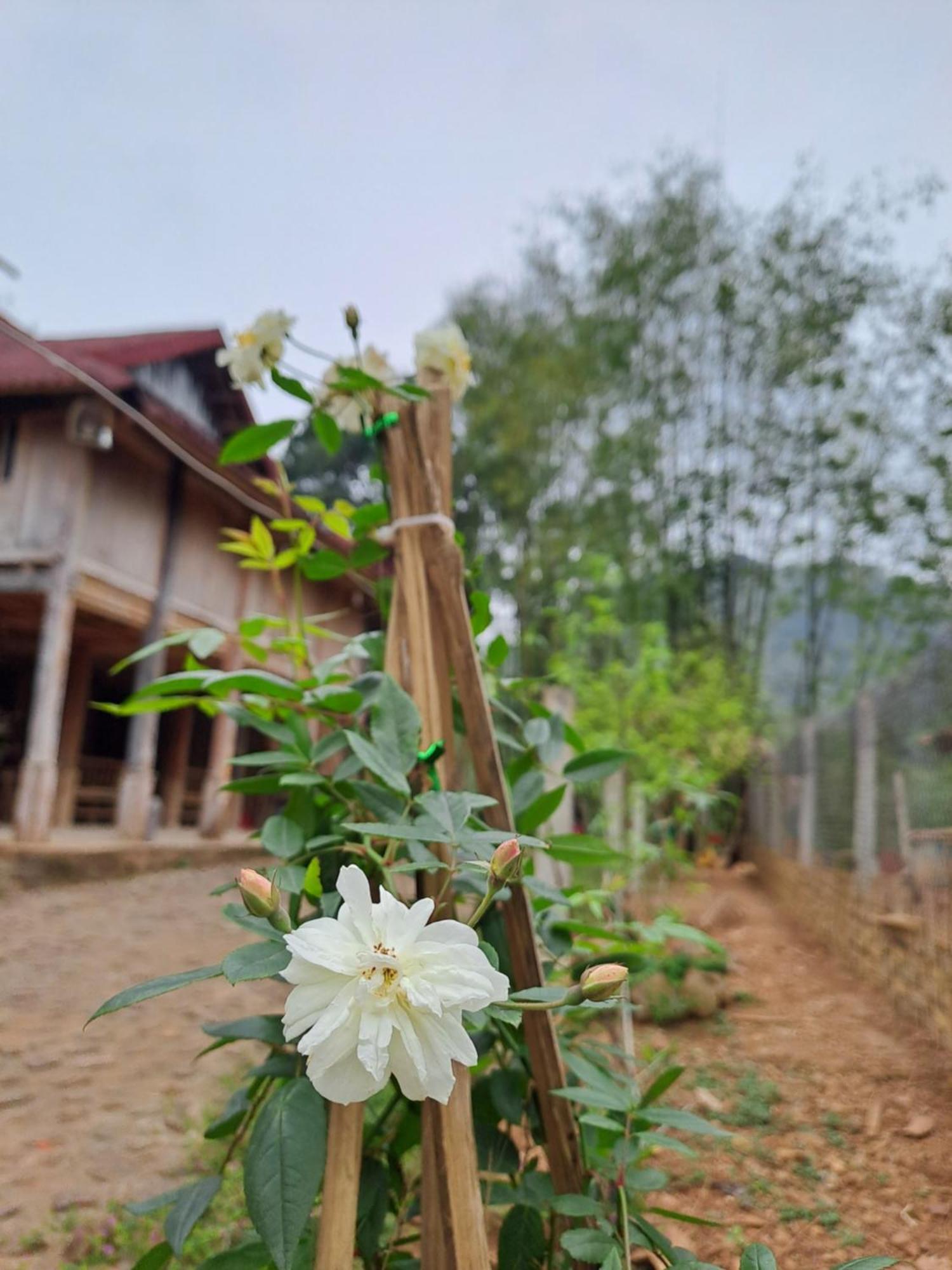 Muong Bi Homestay Hòa Bình Dış mekan fotoğraf
